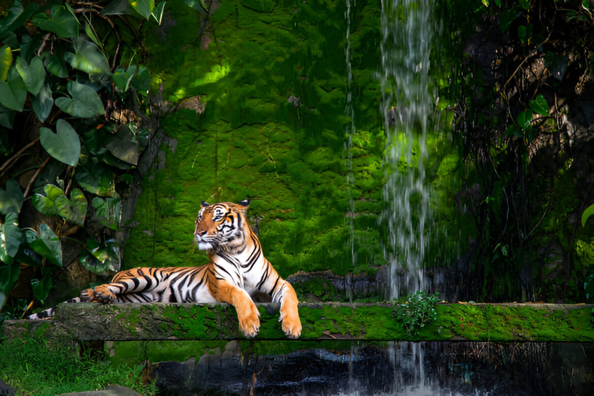 Excellent Places to Enjoy Tiger Watching in India Excellent Places to Enjoy Tiger Watching in India