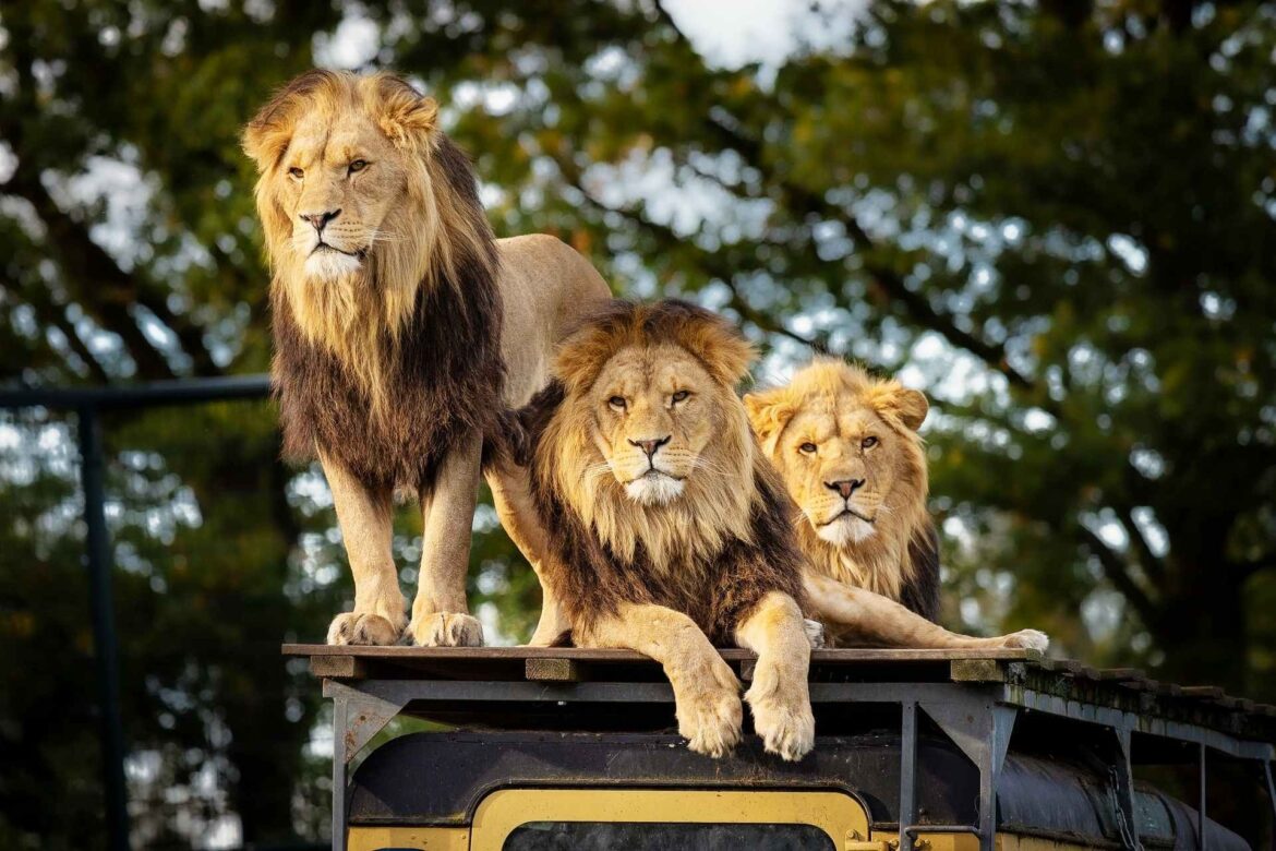 World Adventure Tours Review: Are They Worth Booking for African Safaris?